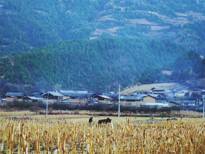 麗江特色節(jié)日：“殺年豬”對(duì)麗江人來(lái)說(shuō)有多重要？